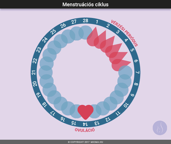Női-menstruációs-ciklus