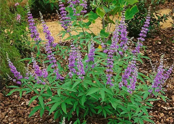 Vitex-agnus-baratcserje-mioma.hu