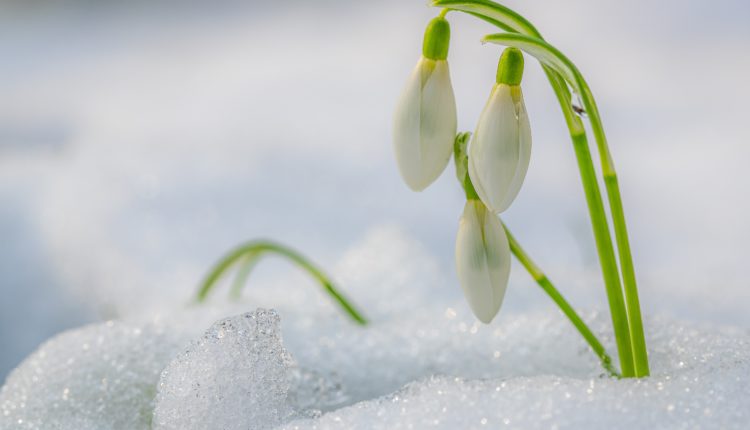 Selective focus shot of a beautiful snowdrop flower with a blurred background